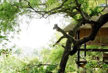 Londolozi Private Game Reserve